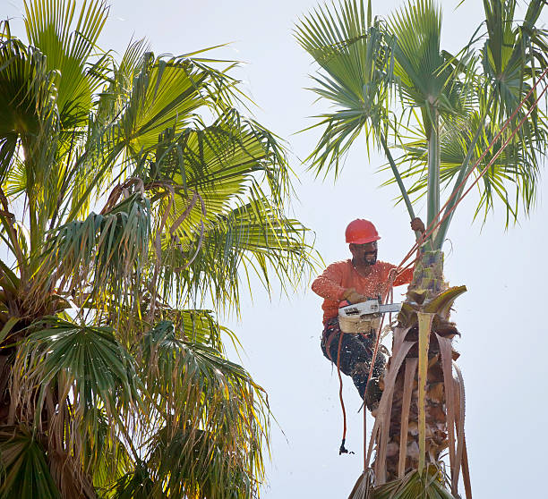 Best Dead Tree Removal  in Clayton, AL